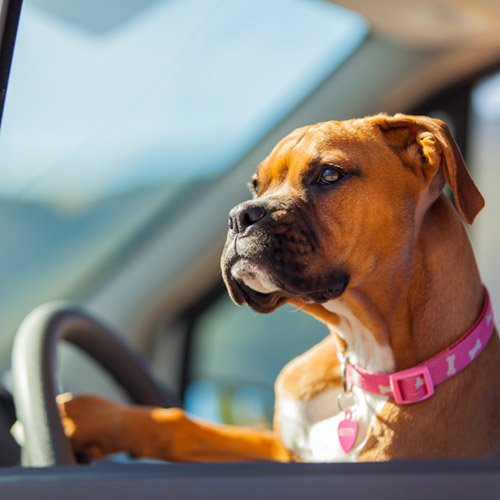 Betty is driving!!