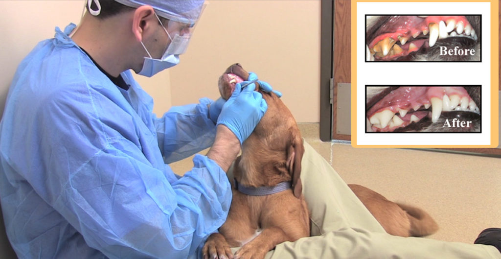 NonAnesthetic Dental Carmel Valley Veterinary Hospital